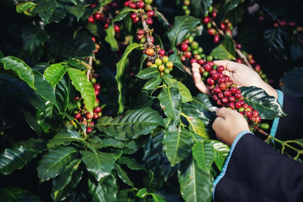 Recolección de café maduro